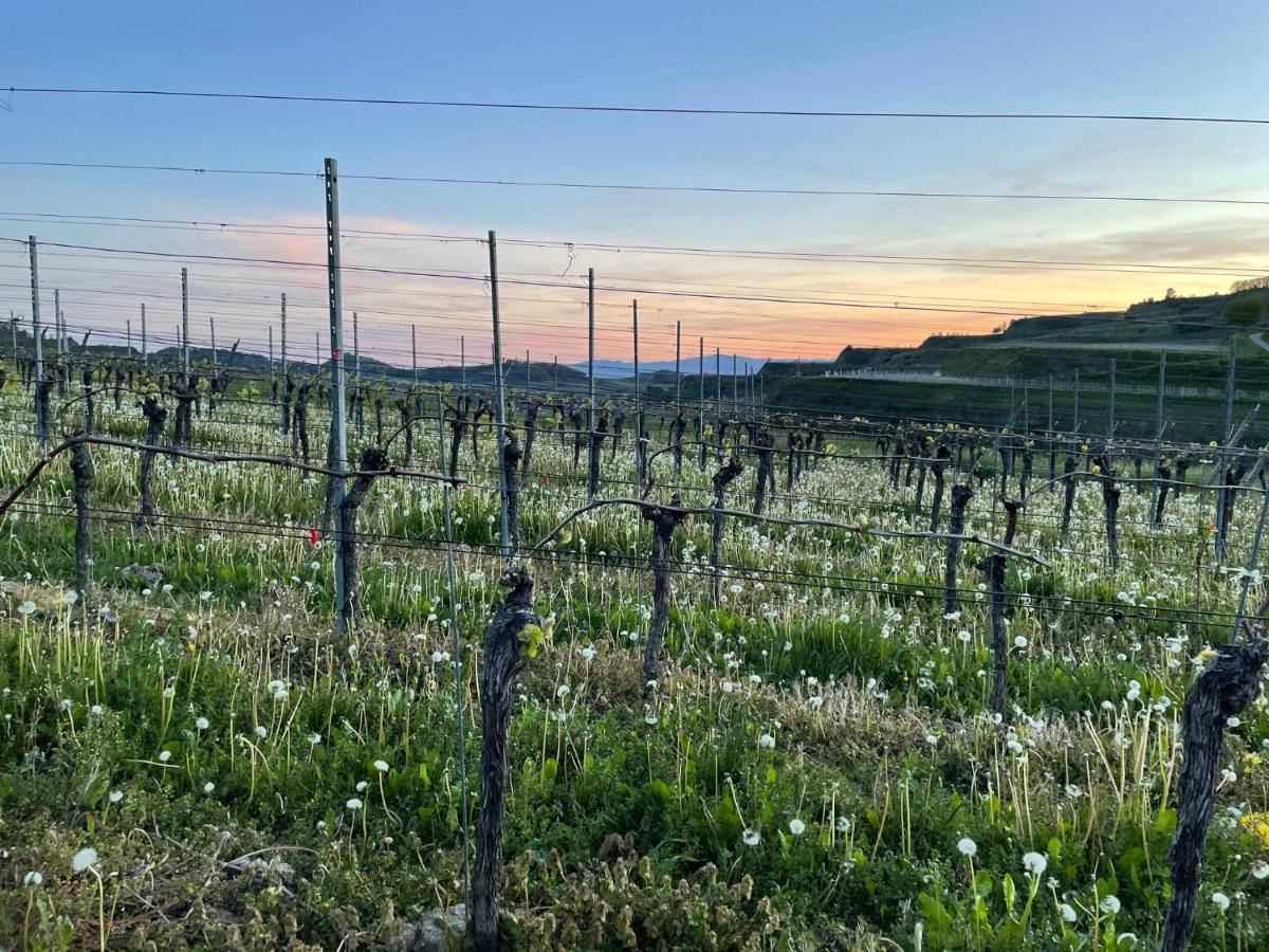Weingut & Strausswirtschaft Vogel Apartment Vogtsburg Exterior foto